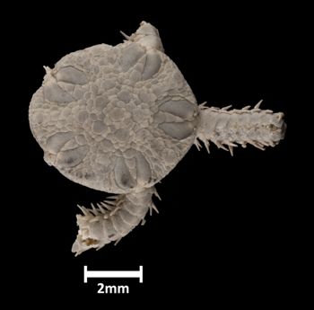Media type: image;   Invertebrate Zoology OPH-1117 Aspect: dorsal
